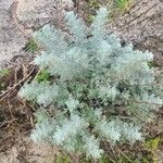 Artemisia pycnocephala Лист