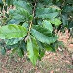 Campomanesia phaea Leaf