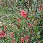Chaenomeles japonica Yeri