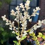 Fallopia baldschuanica Flower