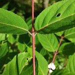Tapiscia sinensis Leaf