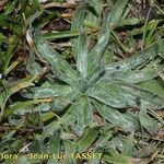 Plantago monosperma Habitat