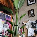 Strelitzia alba Liść