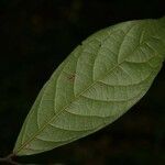 Unonopsis rufescens Leaf