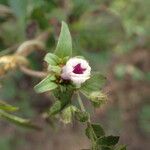 Ipomoea eriocarpa Flower