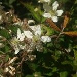 Rubus canescens 花