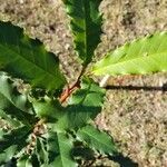 Ilex opaca Leaf