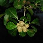 Trichilia trifolia Fruit