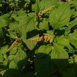 Amaranthus blitum പുഷ്പം