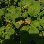 Amaranthus blitum Квітка