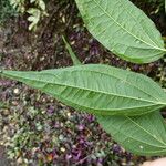 Koanophyllon celtidifolia Hoja