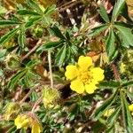 Potentilla verna Blüte