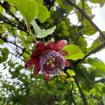 Passiflora alata Flor