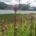 Cirsium rivulareFiore