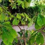 Magnolia officinalis Хабит