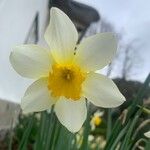 Narcissus × incomparabilis Lorea