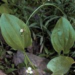 Echinodorus cordifolius Habitus