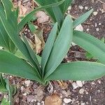 Agapanthus inapertus Leaf