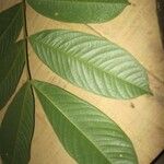 Inga melinonis Leaf