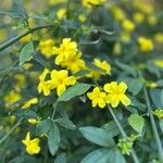 Jasminum mesnyi Flower