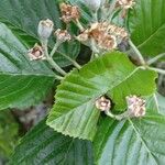 Sorbus aria Blüte