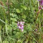 Anacamptis laxiflora Квітка