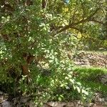 Quercus faginea Листок