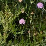 Knautia lebrunii Habitus