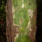 Pouteria engleri Bark