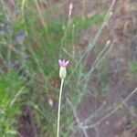 Xeranthemum cylindraceum Flower