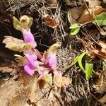 Orchis spitzelii Квітка