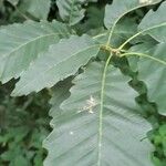 Quercus michauxii Leaf