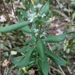 Symphyotrichum lateriflorum পাতা