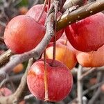 Malus × floribunda फल