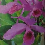 Cattleya jenmanii Λουλούδι