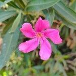 Nerium oleander Çiçek