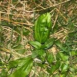 Plantago rugelii Folha