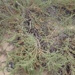 Traganum moquinii Hábito