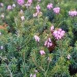 Erica carnea Habitatea