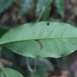 Eugenia siggersii Leaf