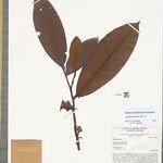 Guatteria discolor Hoja