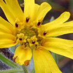 Madia elegans Flower