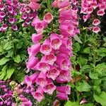 Digitalis thapsi Цвят