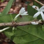 Belonophora coffeoides ফুল