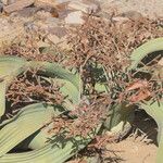 Welwitschia mirabilis Blatt