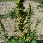 Chenopodium bonus-henricus 花