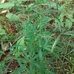 Galium aristatum Листок