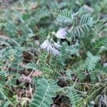 Astragalus alpinus Lorea