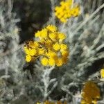 Helichrysum italicum Bark