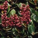 Cunonia rotundifolia